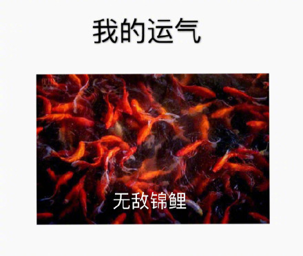 无敌锦鲤